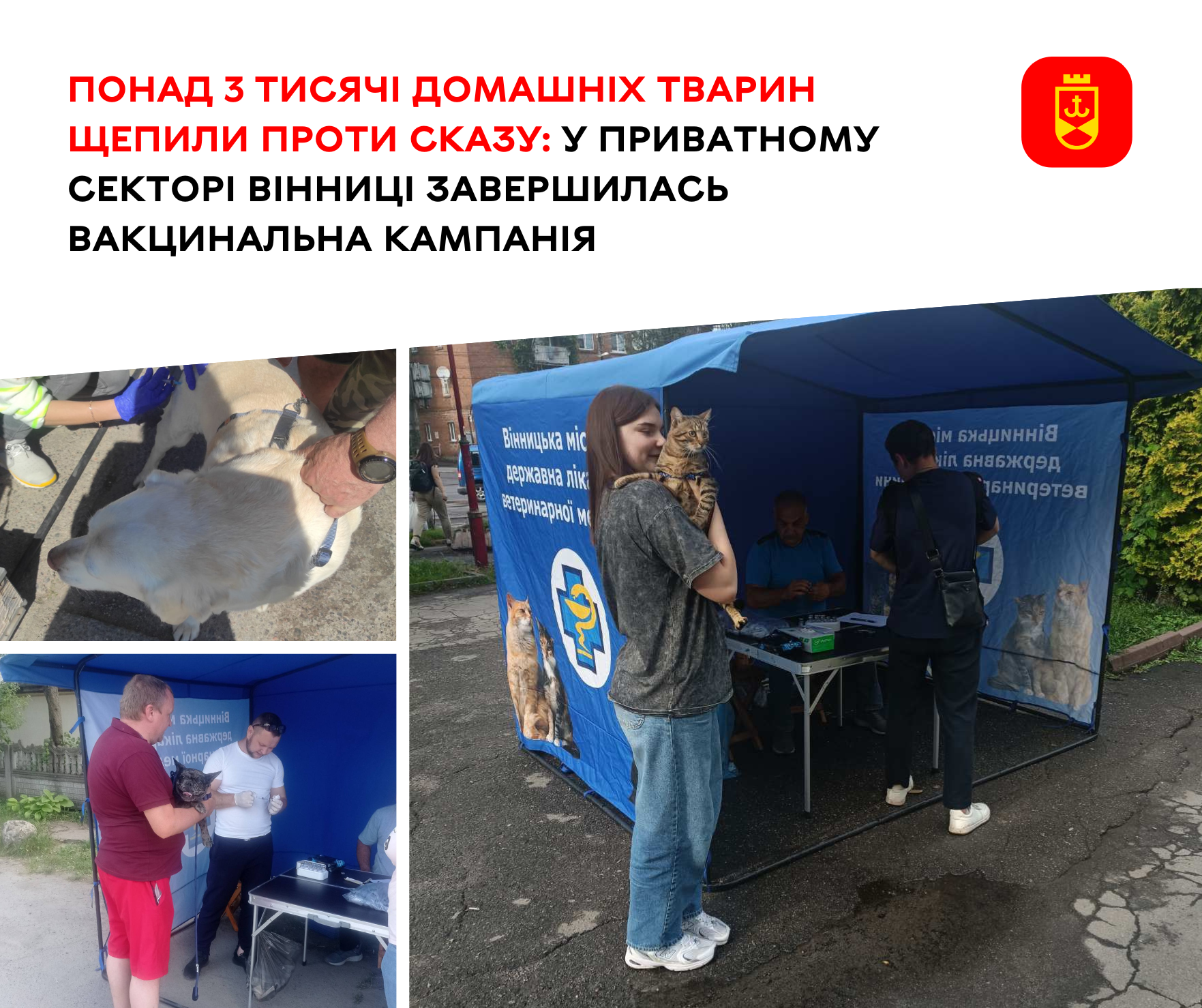 Понад 3 тисячі домашніх тварин щепили проти сказу: у приватному секторі Вінниці завершилась вакцинальна кампанія